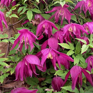 Clematis 'Ruby Celebration'