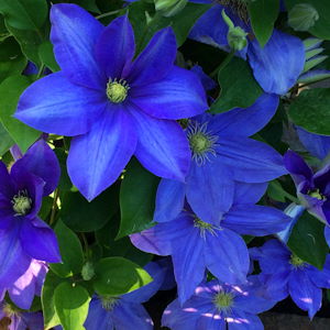 Clematis: 150 varieties