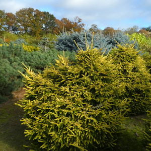 Conifers: 120 varieties