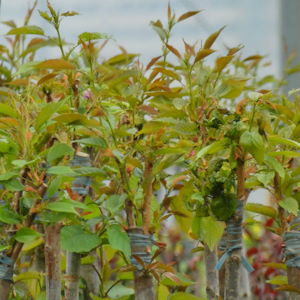 Double-grafted weeping cherry