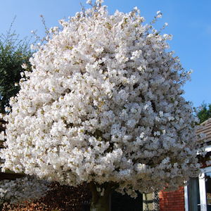 Front garden trees