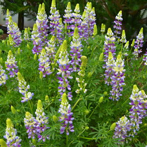 Tree Lupins