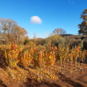 Grown in our Herefordshire soil