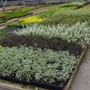 Cuttings inserted into 100% peat-free media
