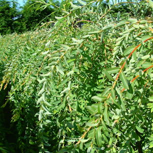 and some fine weeping varieties