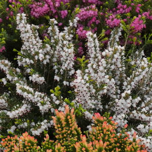 Heathers: 100 varieties