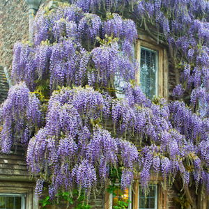 and some very special Wisteria