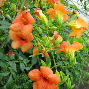 Campsis x grandiflora 'Tropical Summer' ®