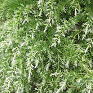 Cedrus deodara 'Shower of Silver'