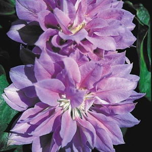 Clematis 'Denny's Double'