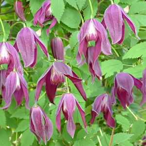 Clematis kor. 'Purple Rain'