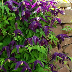 Clematis kor. 'Spring Velvet'