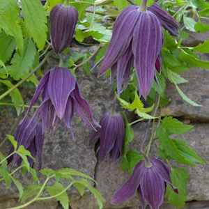 Clematis 'Sir Edward Elgar'