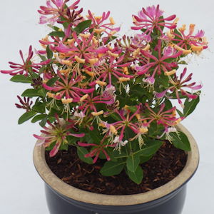 Lonicera per. 'Strawberries and Cream' ®