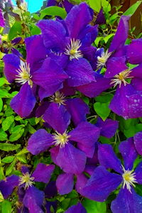 Clematis jackmanii